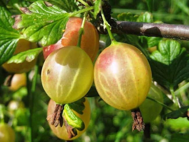 Püsiv madala okkaga karusmari Altai nummerdatud, garanteerides rikkaliku magusate marjade saagi