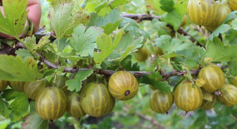 Agrișă persistentă cu spini scăzute Altai numerotate, garantând o recoltă bogată de fructe de pădure dulci