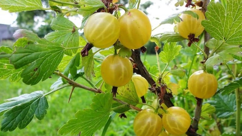 Устойчиво ниско бодливо цариградско грозде Altai номерирано, гарантиращо богата реколта от сладки плодове