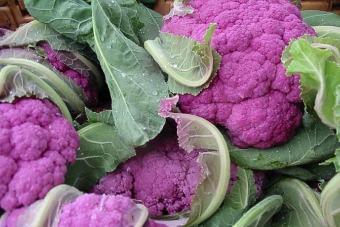 Purple cauliflower: paglalarawan at larawan