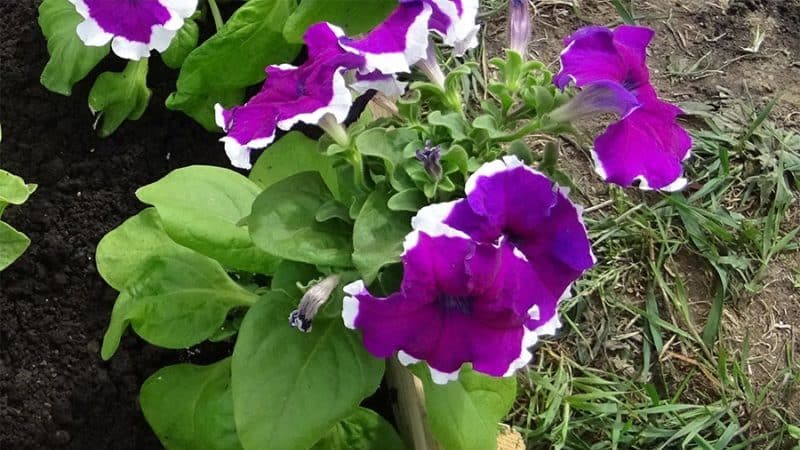 Hvad er fordelene ved petunia-blomster, og hvordan man dyrker dem korrekt