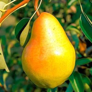 Ang pinakamahusay na self-fertile pear varieties: lumalagong mga tampok