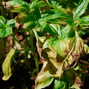 Instrucciones paso a paso para cultivar albahaca en el balcón a partir de semillas.