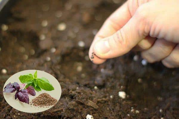 Instruções passo a passo para cultivar manjericão a partir de sementes na varanda