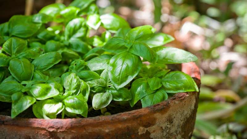 Hakbang-hakbang na mga tagubilin para sa lumalagong basil sa balkonahe mula sa mga buto