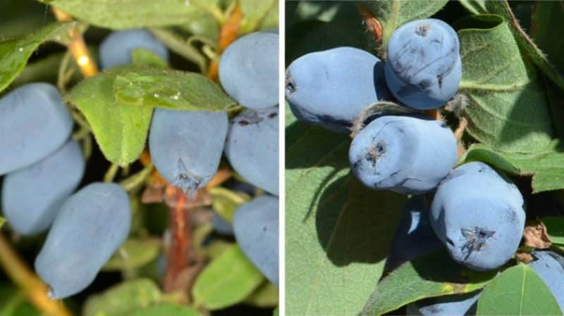 The best varieties of edible honeysuckle