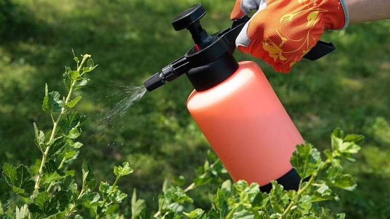 So behandeln Sie Stachelbeeren im Frühling und Sommer gegen Krankheiten und Schädlinge