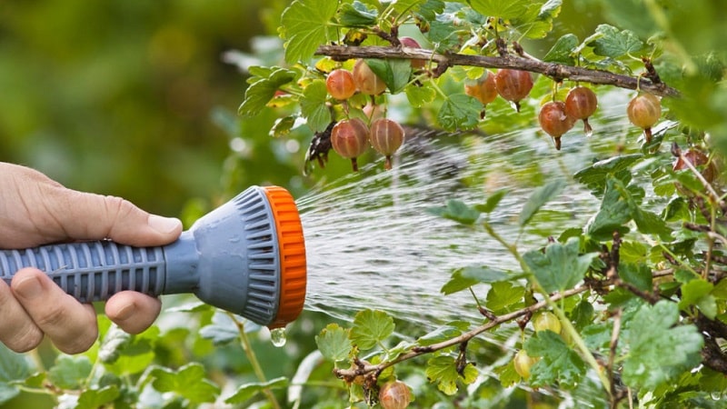 Como tratar groselhas na primavera e no verão contra doenças e pragas