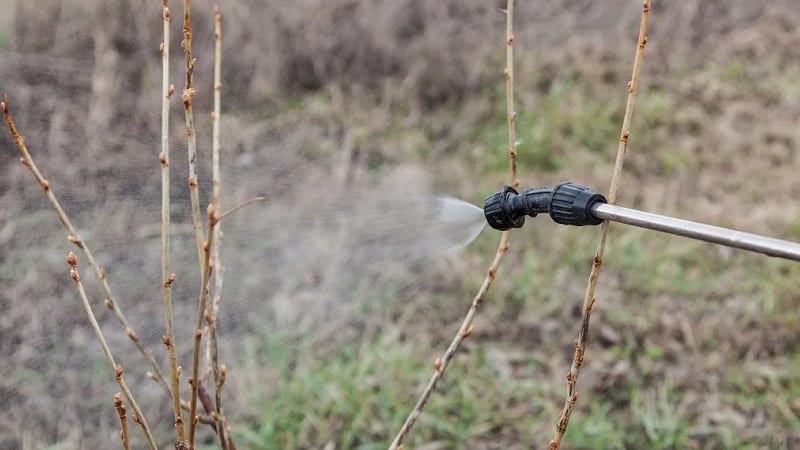 Come trattare l'uva spina in primavera ed estate contro malattie e parassiti