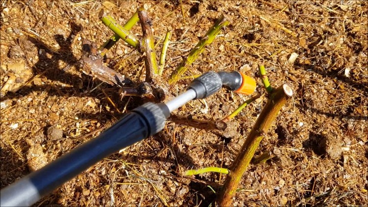 Como proteger arbustos e como tratar rosas na primavera contra doenças e pragas