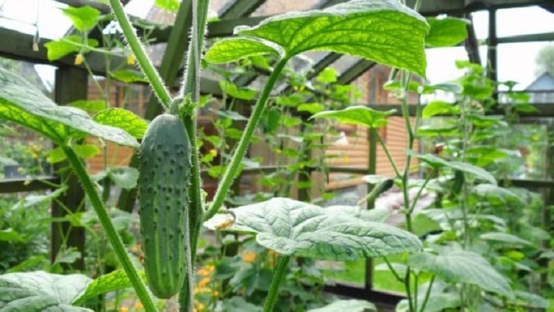 How to prolong the fruiting of cucumbers in a greenhouse: effective life hacks from experienced summer residents