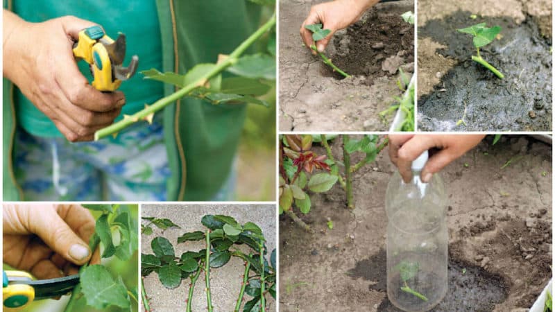 Una guia per tallar roses a la tardor a casa per als jardiners principiants