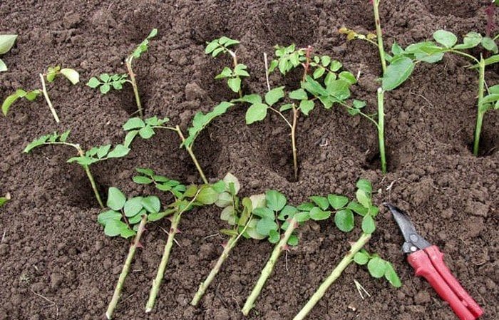 Una guia per tallar roses a la tardor a casa per als jardiners principiants