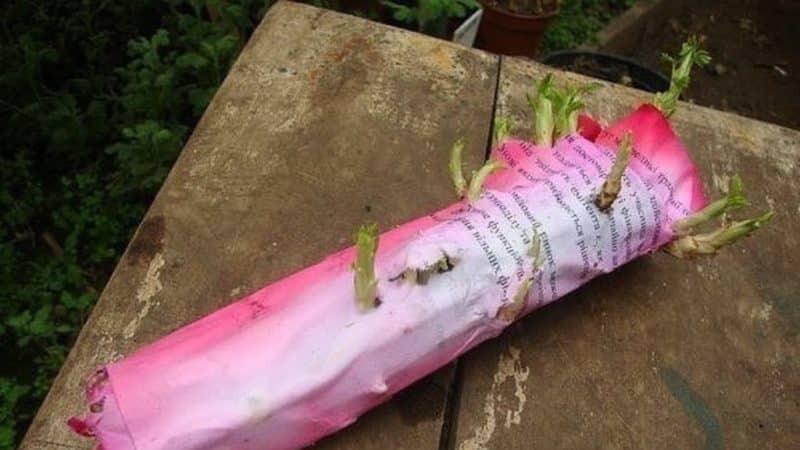 Una guia per tallar roses a la tardor a casa per als jardiners principiants