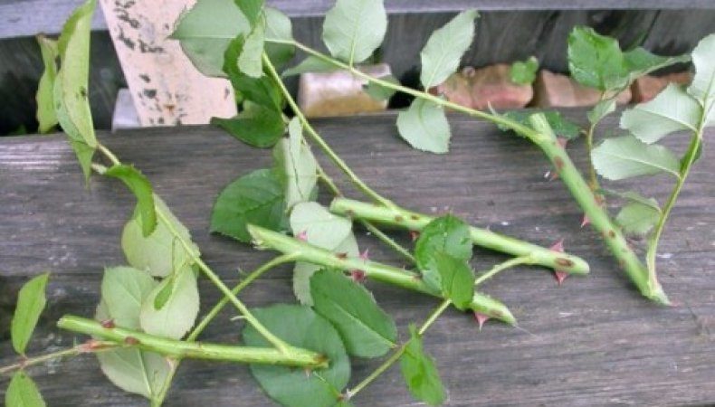 Una guia per tallar roses a la tardor a casa per als jardiners principiants