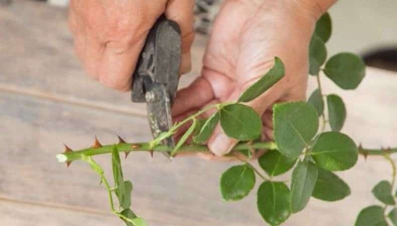 Una guia per tallar roses a la tardor a casa per als jardiners principiants