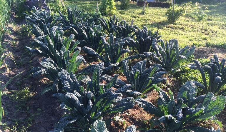 Cavolo nero italiano toscano