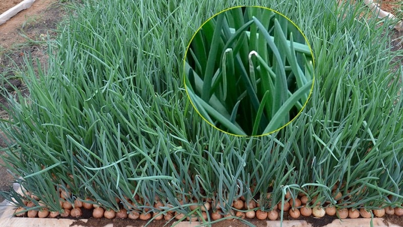 Que faire si les oignons pourrissent dans le jardin et pourquoi cela se produit