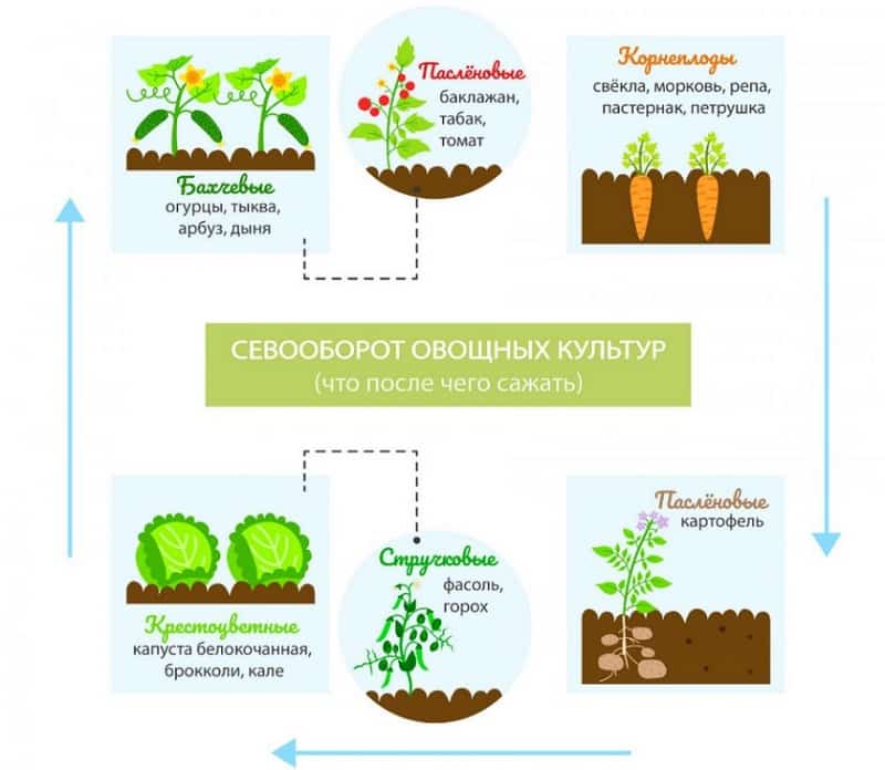 Wat kun je volgend jaar na kool planten?