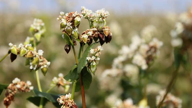 Cos'è il grano saraceno: un cereale, un cereale o un grano?