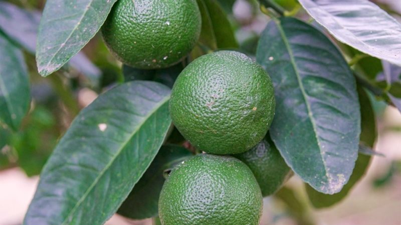 What is lime - what kind of plant is it and how does it grow