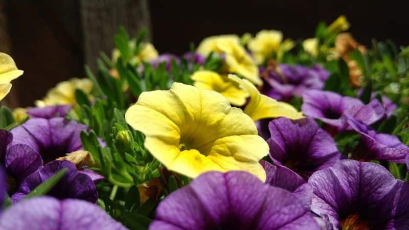 ¿Cuáles son los beneficios de las flores de petunia y cómo cultivarlas correctamente?