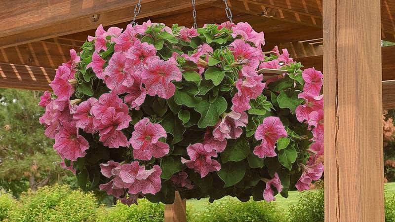 What are the benefits of petunia flowers and how to grow them correctly