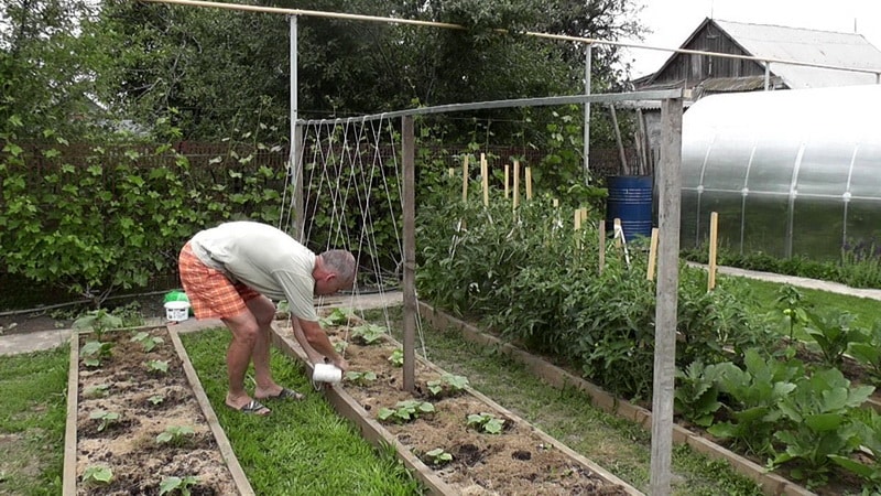 Various methods and schemes for forming cucumbers in open ground: instructions for beginners