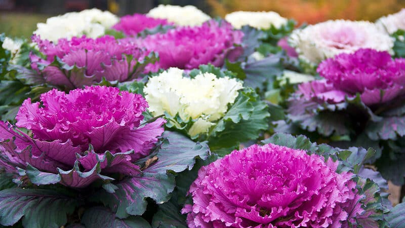 Repollo ornamental: foto, plantación, cultivo y cuidado.