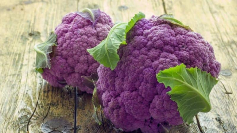 Coliflor morada: descripció i foto