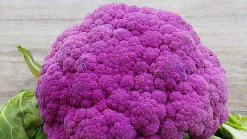 Coliflor morada: descripción y foto.