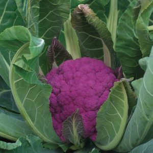 Purple cauliflower: paglalarawan at larawan