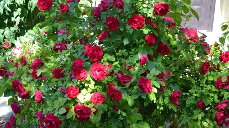 Una guia per tallar roses a la tardor a casa per als jardiners principiants