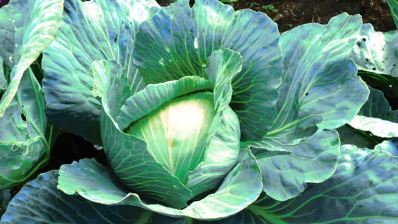 Late-ripening cabbage hybrid Kolobok f1 for winter storage