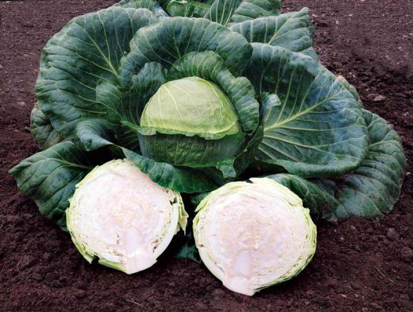 High-yielding mid-late cabbage hybrid Megaton f1 with good keeping quality