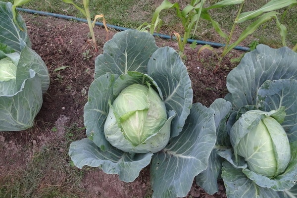 High-yielding mid-late cabbage hybrid Megaton f1 with good keeping quality