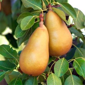 Ang pinakamahusay na self-fertile pear varieties: lumalagong mga tampok