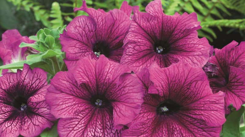 ¿Cuáles son los beneficios de las flores de petunia y cómo cultivarlas correctamente?