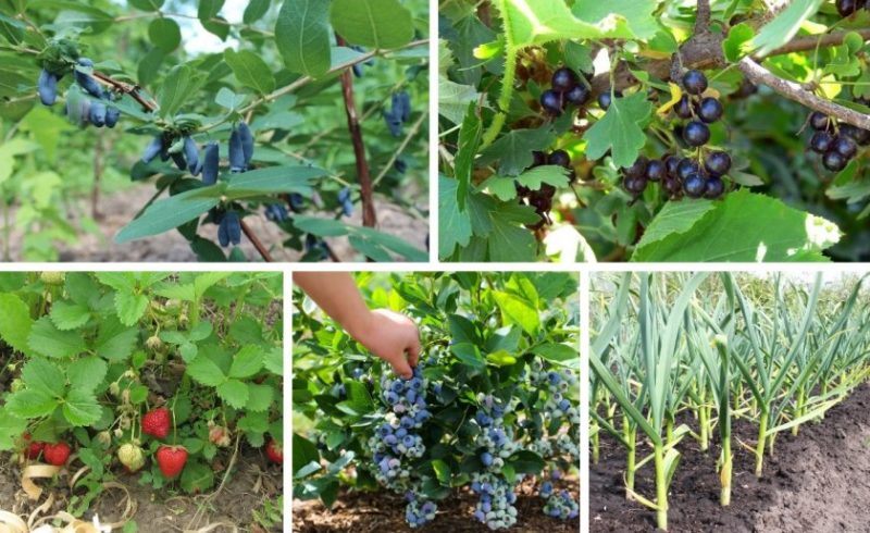 Règles de rotation des cultures lors de la culture de petits fruits : est-il possible de planter côte à côte cassis et groseilles rouges ?