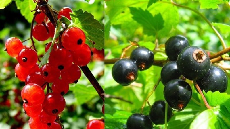 Regels voor vruchtwisseling bij het telen van bessen: is het mogelijk om zwarte bessen en rode bessen naast elkaar te planten?