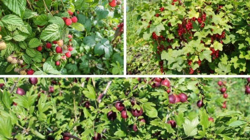 Règles de rotation des cultures lors de la culture de petits fruits : est-il possible de planter côte à côte cassis et groseilles rouges ?