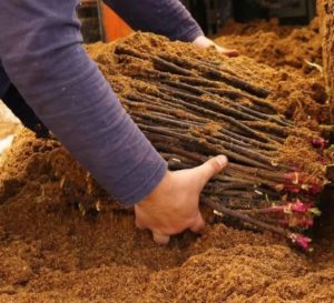 Una guia per tallar roses a la tardor a casa per als jardiners principiants