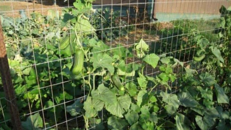 Instructions for forming cucumbers on a trellis in the open ground for beginner gardeners