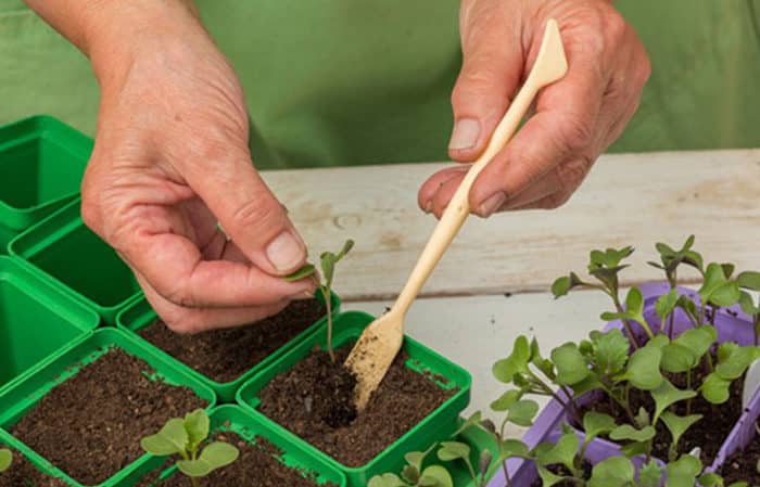 Hvordan og hvornår man skal plante kål til frøplanter og i åben jord