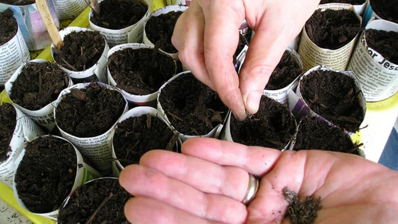 Como e quando plantar repolho para mudas e em campo aberto