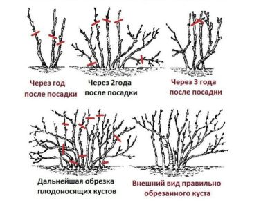 Istruzioni passo passo su come potare il ribes in primavera per un buon raccolto