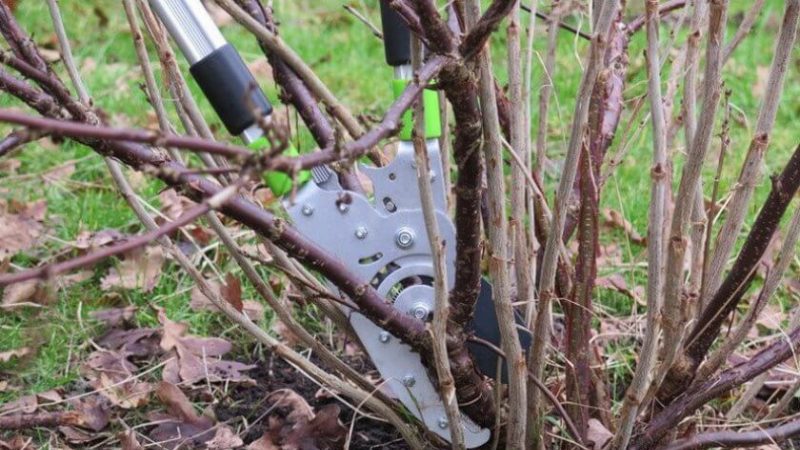 Instrucciones paso a paso sobre cómo podar grosellas en primavera para obtener una buena cosecha.