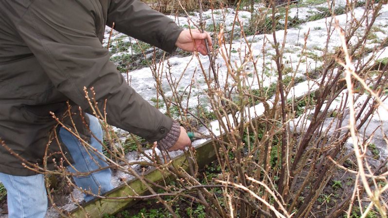 Istruzioni passo passo su come potare il ribes in primavera per un buon raccolto