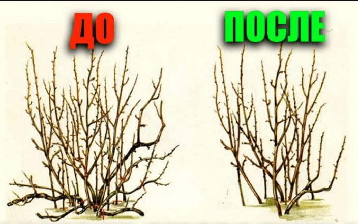 Instrucciones paso a paso sobre cómo podar grosellas en primavera para obtener una buena cosecha.