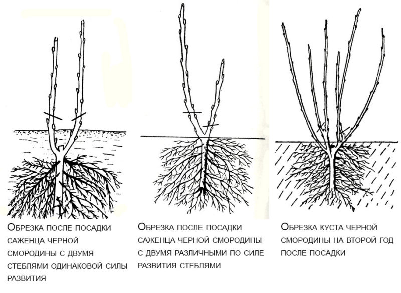 Instrucciones paso a paso sobre cómo podar grosellas en primavera para obtener una buena cosecha.